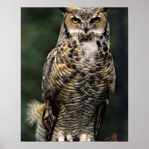Great Horned Owl (Bubo virginianus), full body Poster