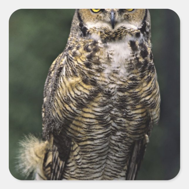 Great Horned Owl (Bubo virginianus), full body Square Sticker (Front)