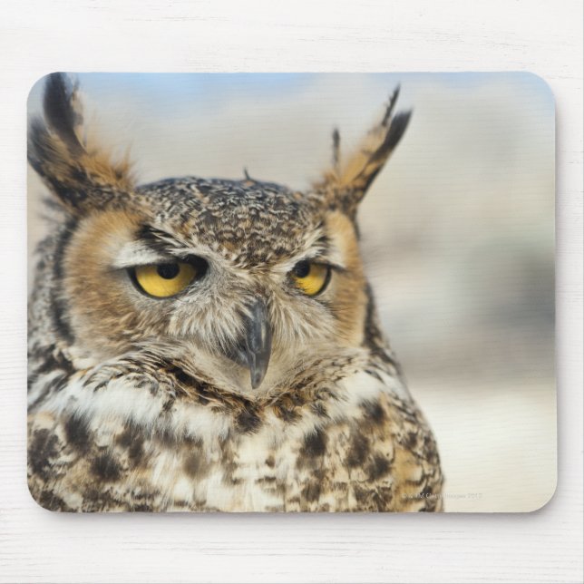 Great Horned Owl (Bubo virginianus) Mouse Pad (Front)