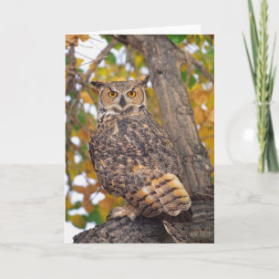 Great Horned Owl, Bubo virginianus, Native to Card