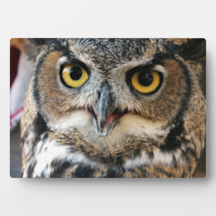 Great Horned Owl (Bubo virginianus) Plaque