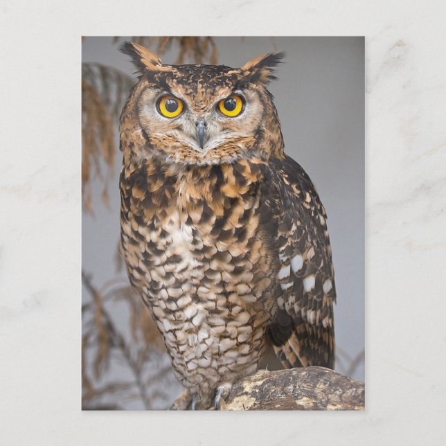 Great Horned Owl (Bubo virginianus) Postcard (Front)