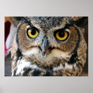 Great Horned Owl (Bubo virginianus) Poster