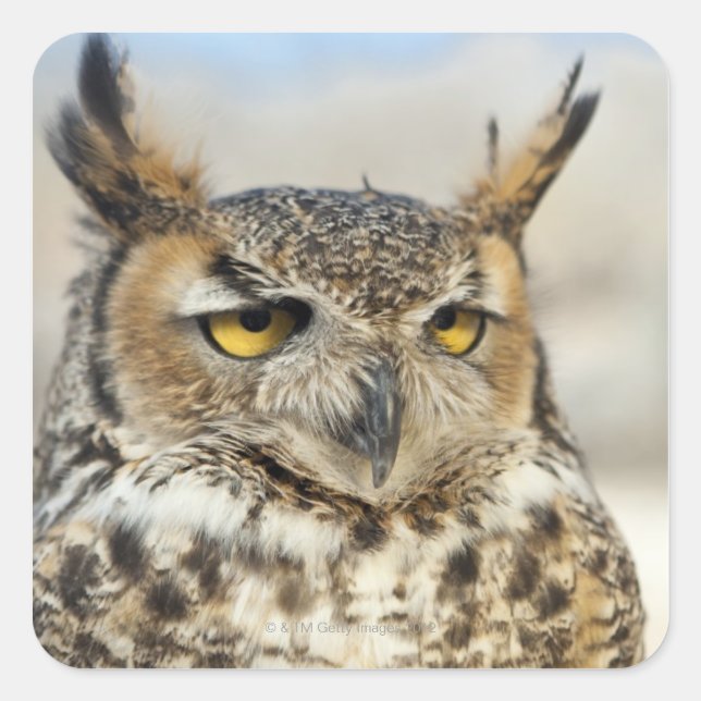 Great Horned Owl (Bubo virginianus) Square Sticker (Front)