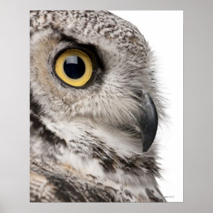 Great Horned Owl - Bubo Virginianus Subarcticus Poster