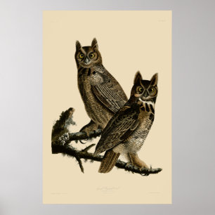Great Horned Owl by John James Audubon Poster