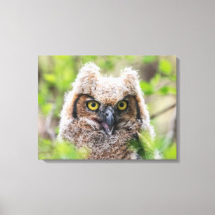 Great Horned Owl Canvas Print
