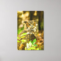 Great Horned Owl