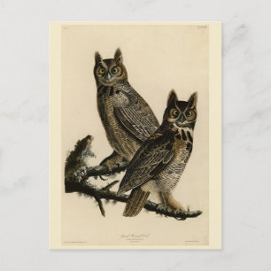 Great Horned Owl from Audubon's Birds of America Postcard