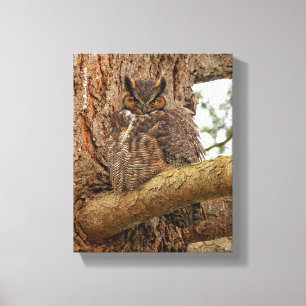 Great Horned Owl in the Douglas Fir Canvas Print