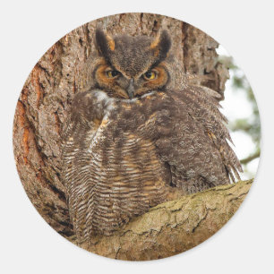 Great Horned Owl in the Douglas Fir Classic Round Sticker
