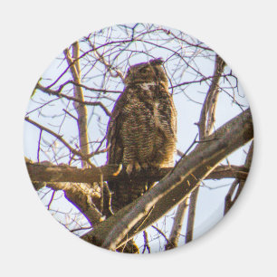 Great Horned Owl Magnet