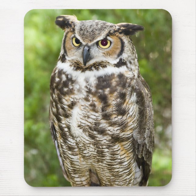 Great Horned Owl Mouse Pad (Front)