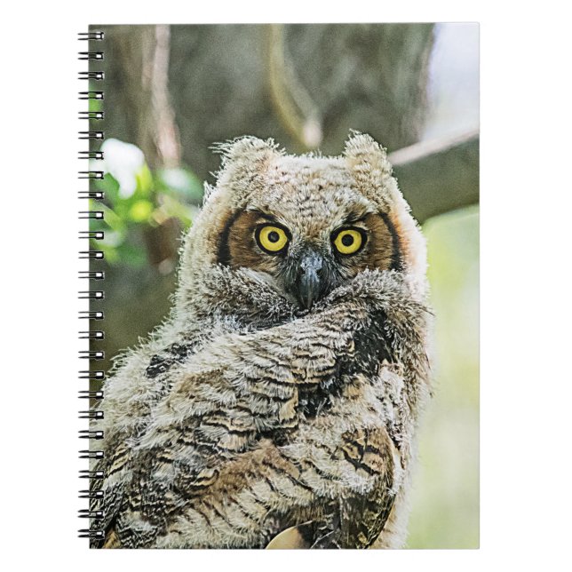 Great Horned Owl Notebook (Front)