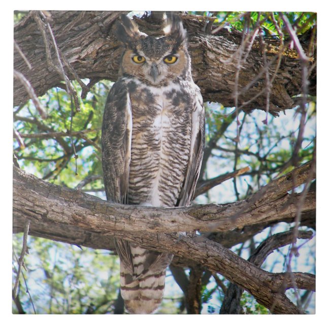 Great Horned Owl  Photo design CeramicTile Tile (Front)
