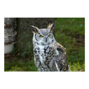 Great Horned Owl Photo Print