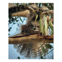 Great Horned Owl