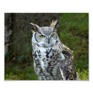 Great Horned Owl Photo Print