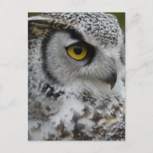 Great Horned Owl Photograph Postcard