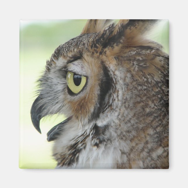 Great Horned Owl Portrait Magnet (Front)