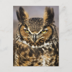 Great Horned Owl Postcard
