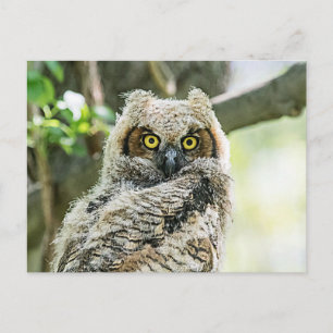 Great Horned Owl Postcard