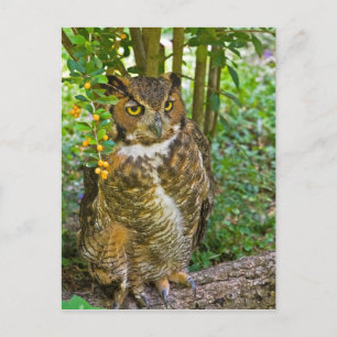 Great Horned Owl Postcard