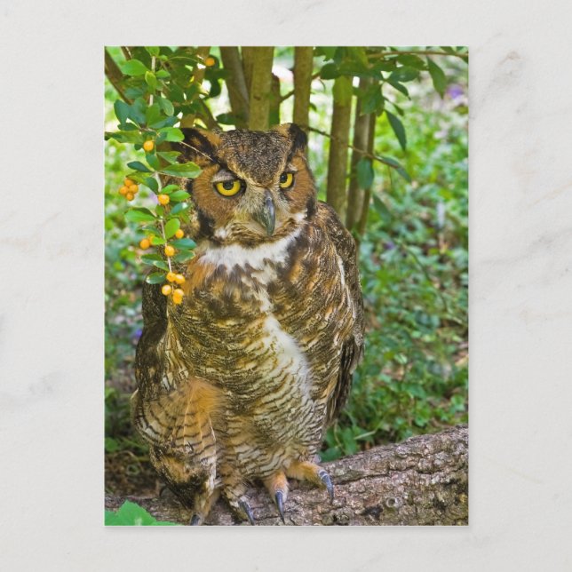 Great Horned Owl Postcard (Front)