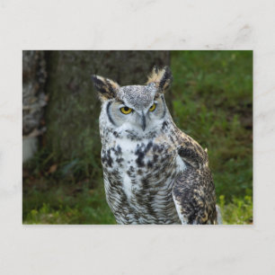 Great Horned Owl Postcard