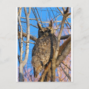 Great Horned Owl Postcard