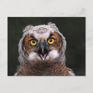 Great Horned Owl Postcard