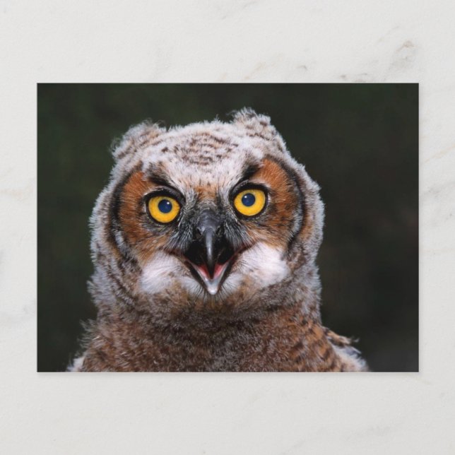 Great Horned Owl Postcard (Front)