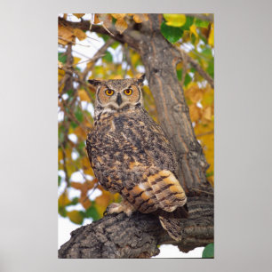 Great Horned Owl Poster