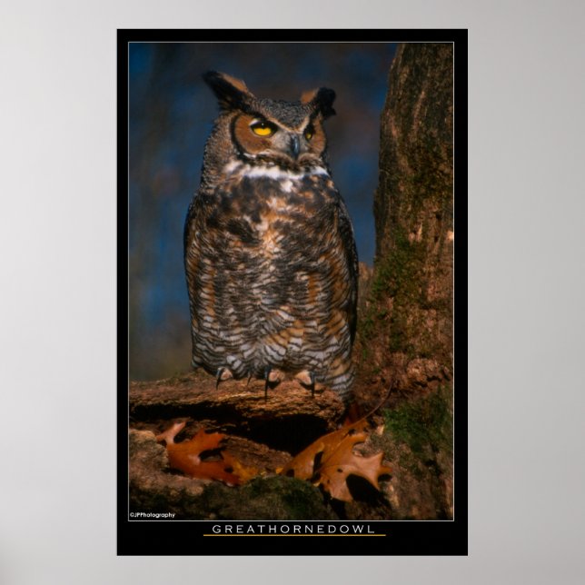 Great Horned Owl Poster (Front)