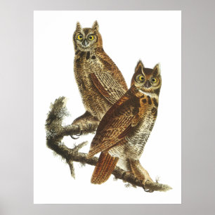 Great Horned Owl Poster