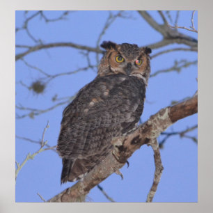 Great Horned Owl Poster