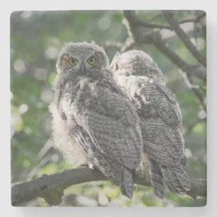 Great Horned Owl Siblings Stone Coaster