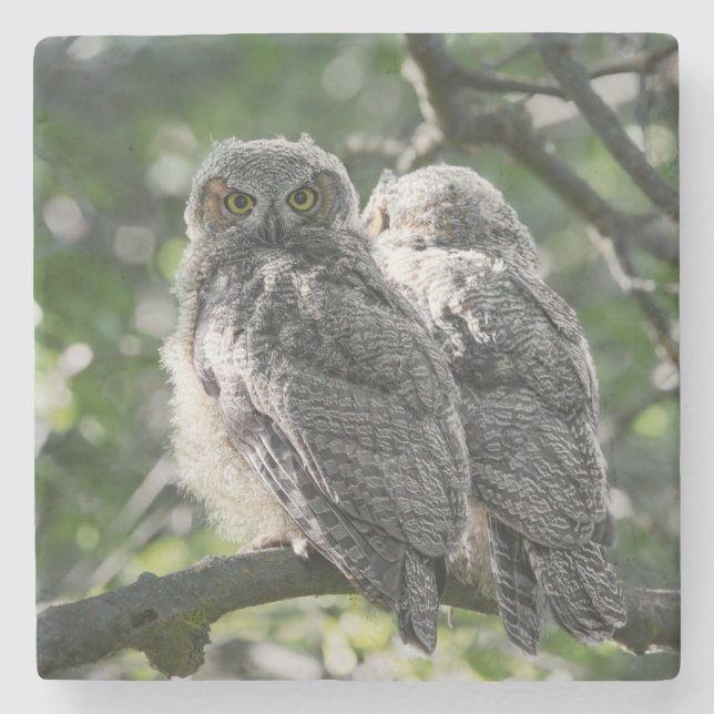 Great Horned Owl Siblings Stone Coaster (Front)