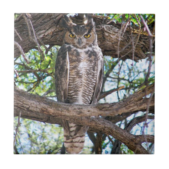 Great Horned Owl small Ceramic Photo Tile (Front)