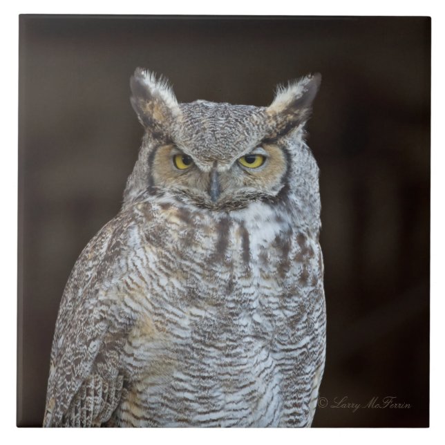 Great Horned Owl Tile (Front)