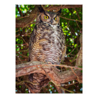 Great Horned Owl Wall Art | Wildlife Bird Print