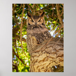Great Horned Owl Wildlife Wall Art Photo Print