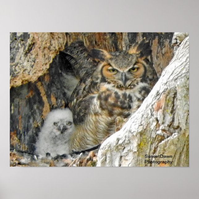 Great Horned Owl with Owlet Poster (Front)