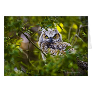 Great Horned Owlet
