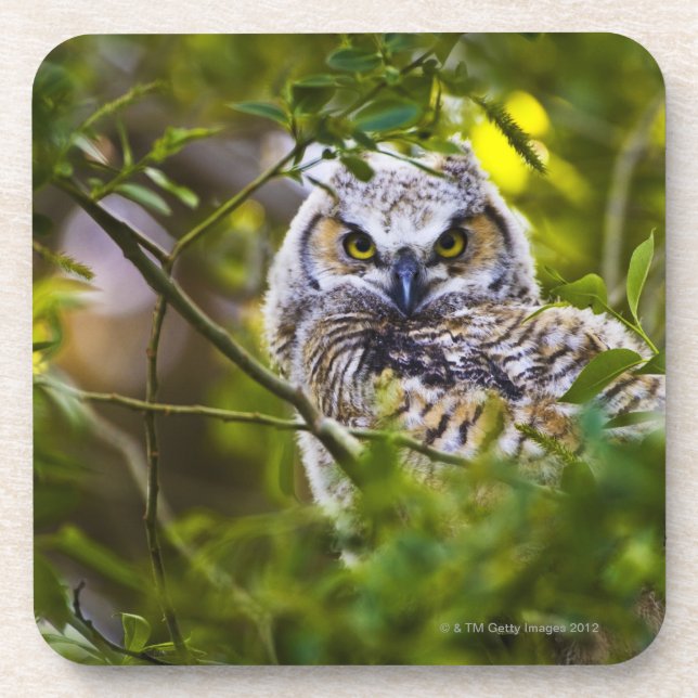 Great Horned Owlet Coaster (Front)