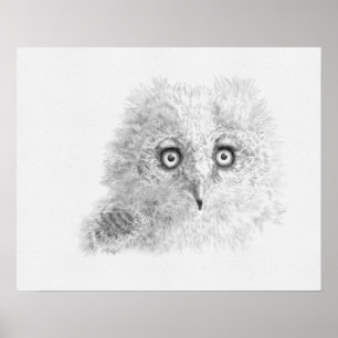 Great Horned Owlet Drawing Poster