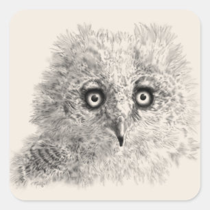 Great Horned Owlet Drawing Square Sticker
