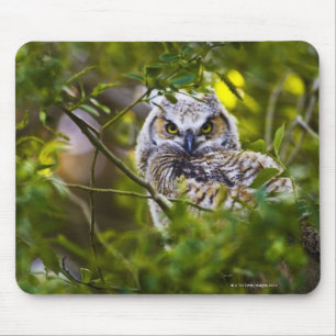 Great Horned Owlet Mouse Pad