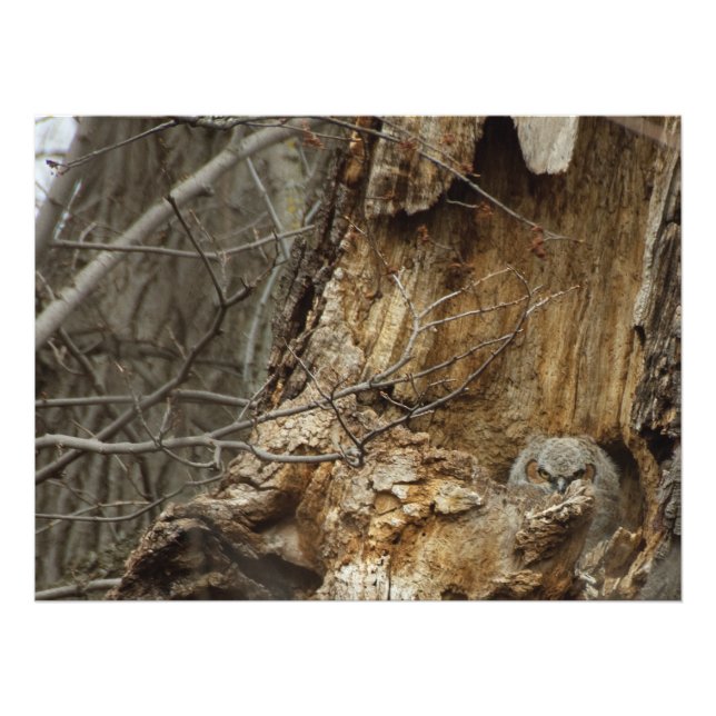 Great Horned Owlet - Wildlife Photography Photo Print (Front)