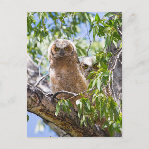 Great Horned Owlets in a Tree Photo Postcard